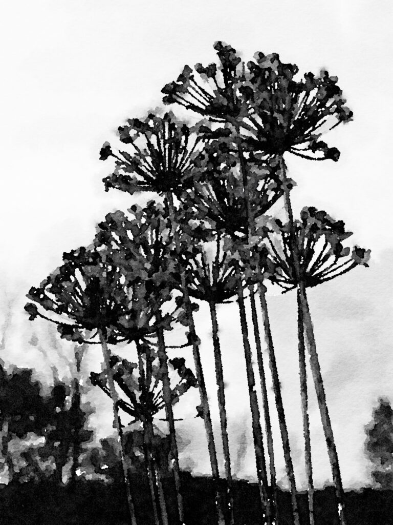 Chive Flowers on a Farm in Rockbridge County, VA