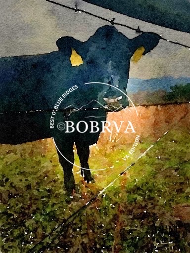 BOBRVA Watermarked Cow Closeup