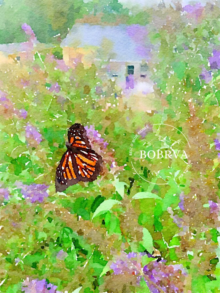 Buena Vista Butterfly