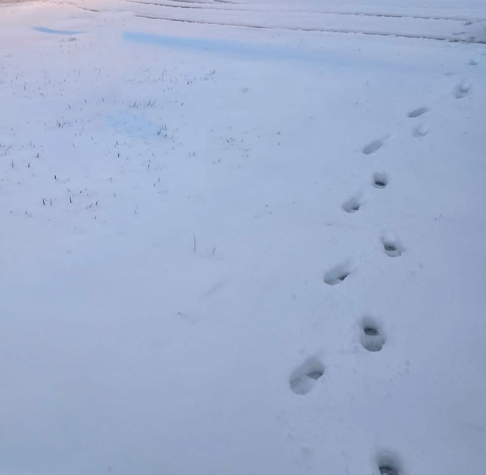 Deep Snow with tracks