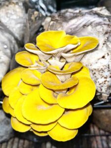 Maury River Mushroom Farm's Cultivated Golden Oyster Mushrooms
